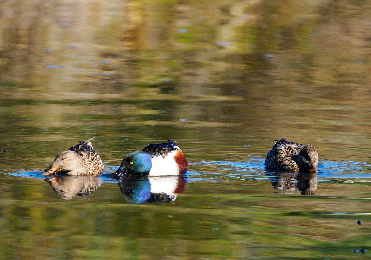 Широконіска північна - ML647811234