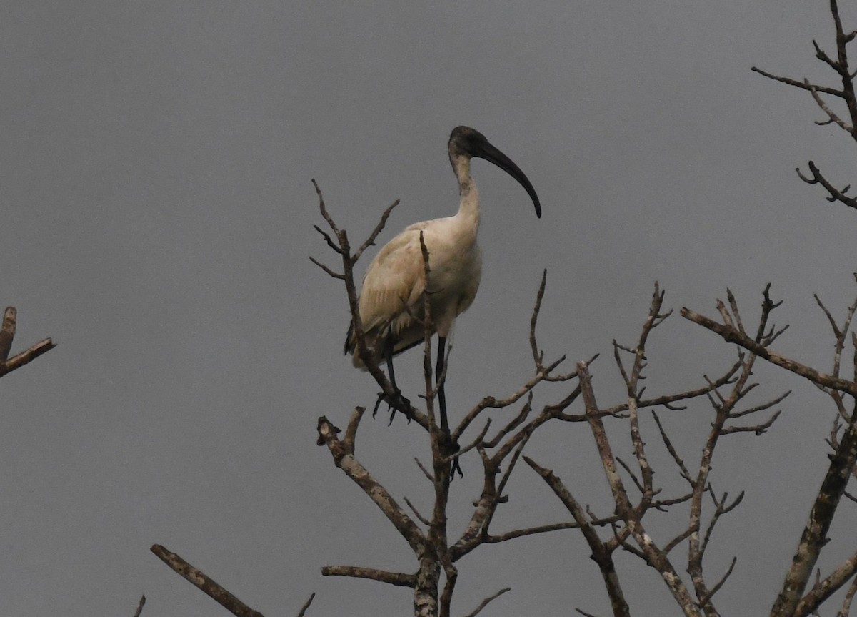 Ібіс сивоперий - ML647811235