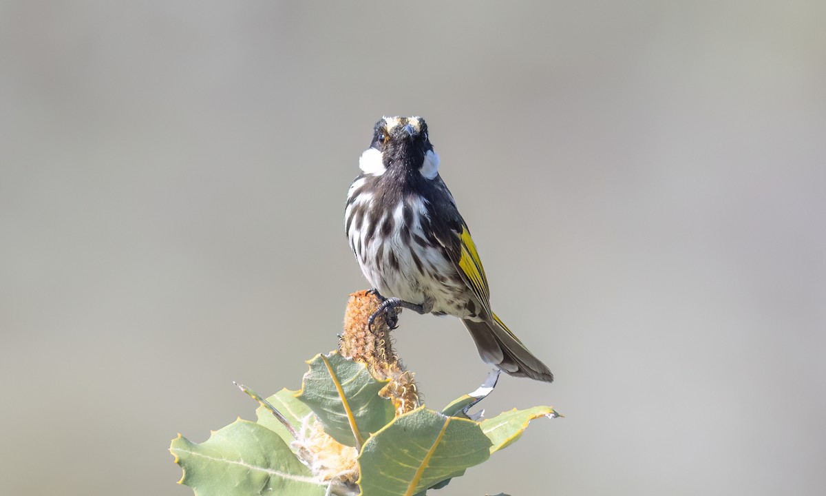 Медовка білощока - ML647811236