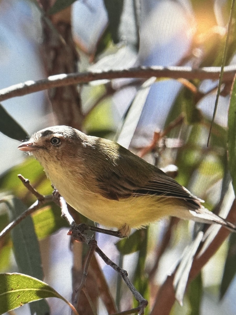Ріроріро короткодзьобий - ML647811237
