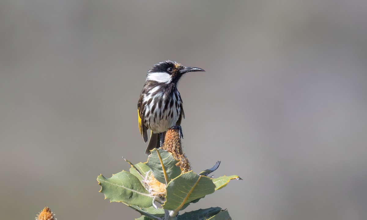 Медовка білощока - ML647811238