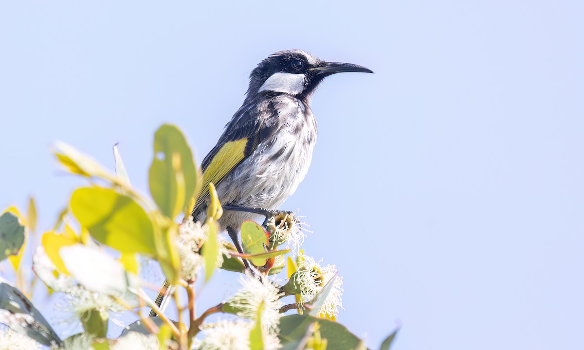 Медовка білощока - ML647811242