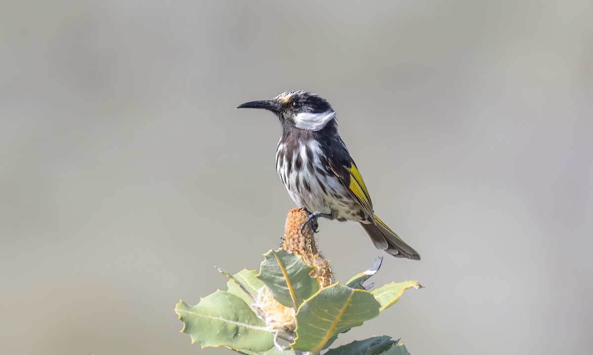 Медовка білощока - ML647811243