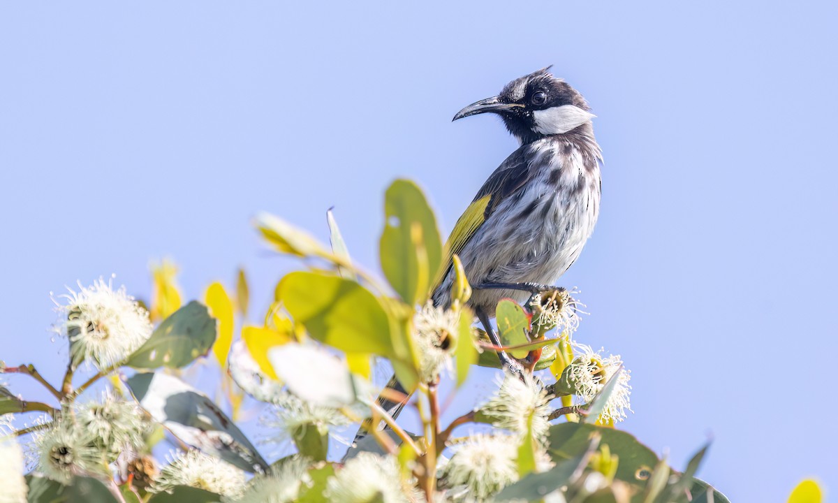 Медовка білощока - ML647811246