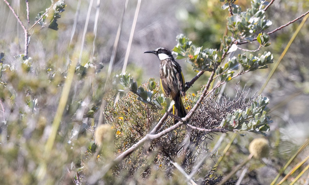 Медовка білощока - ML647811247