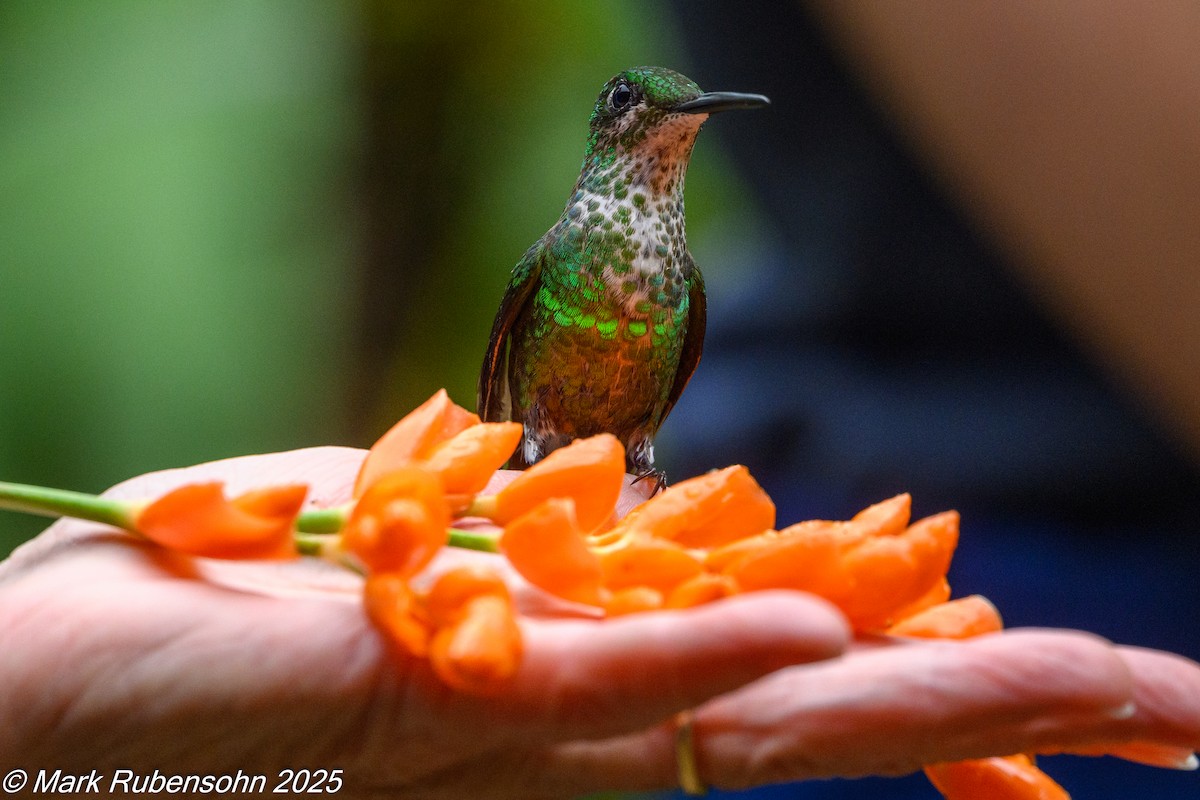 Колібрі-діамант колумбійський - ML647811250