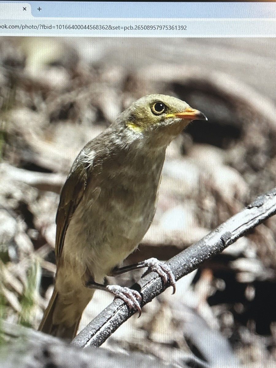 Медник східний - ML647811251