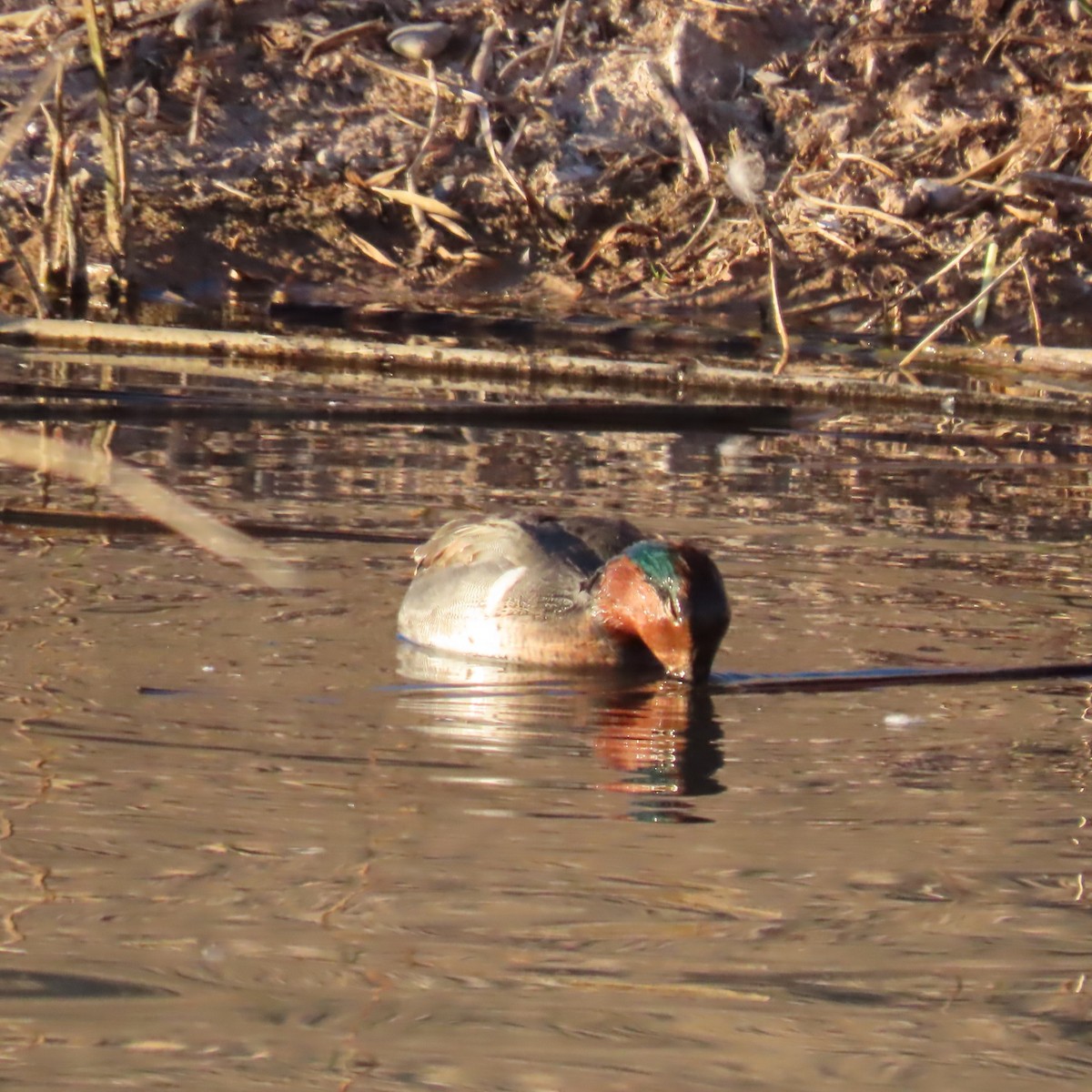 Чирянка мала (підвид carolinensis) - ML647811252