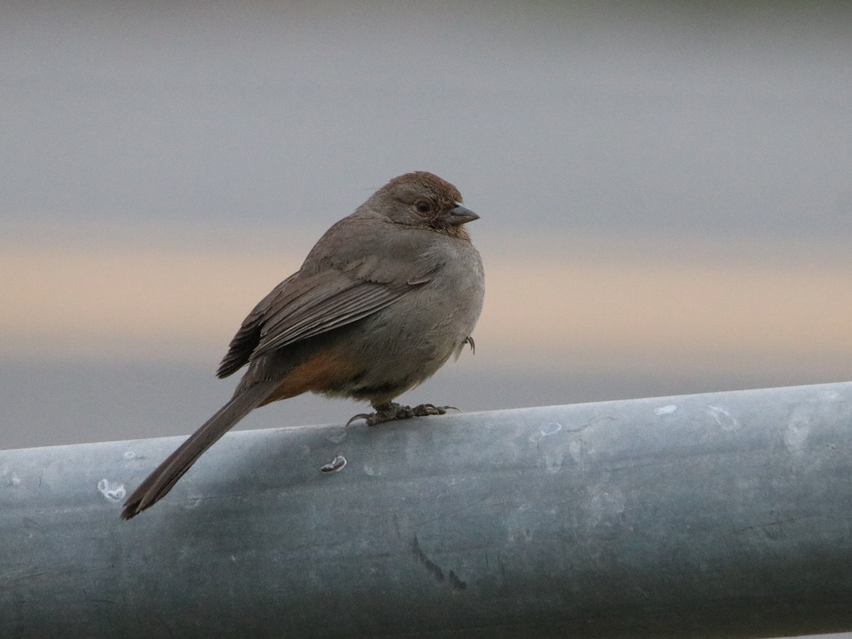 Тауї каліфорнійський - ML647811253