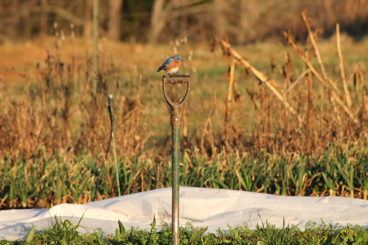 Блакитник східний - ML647811255