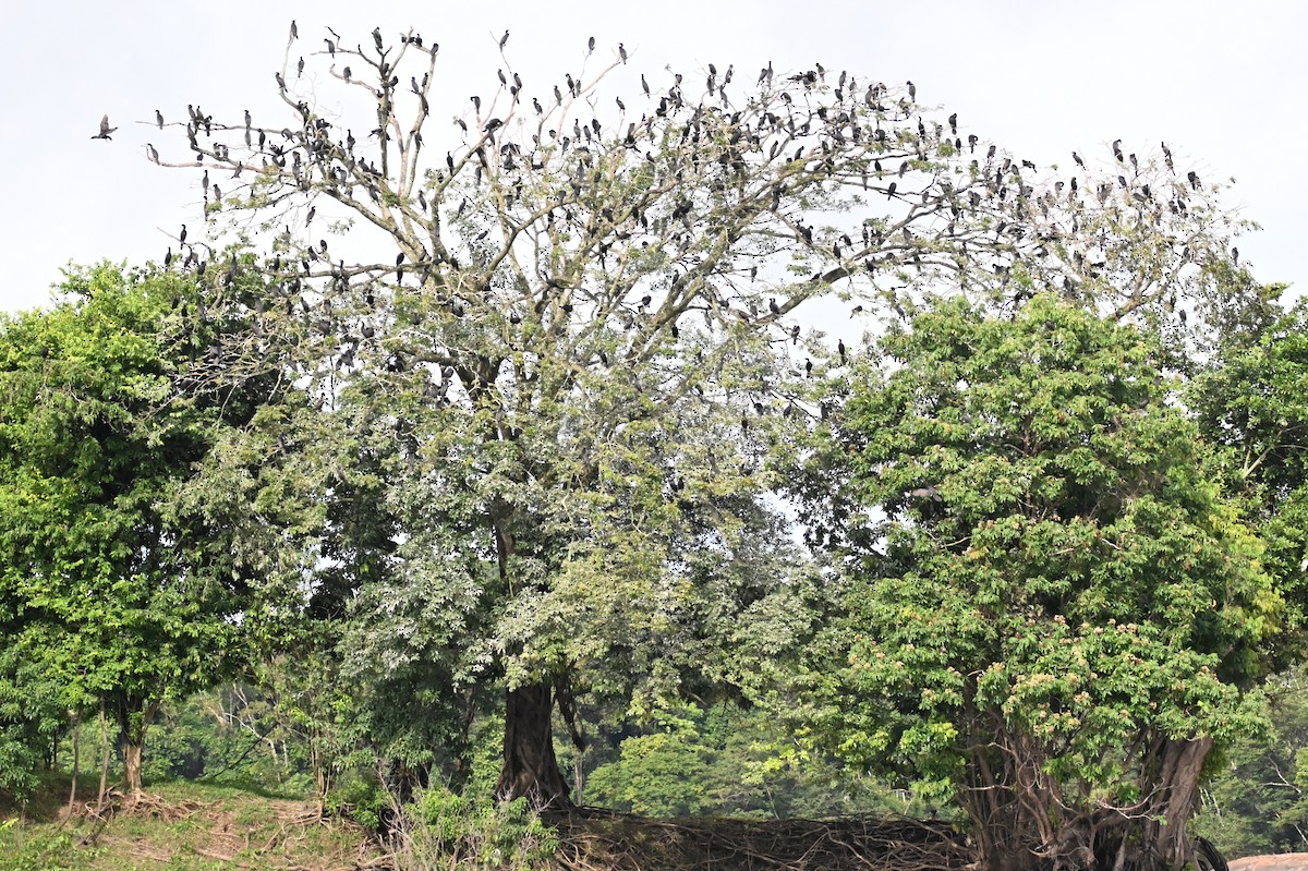 Баклан бразильський - ML647811256