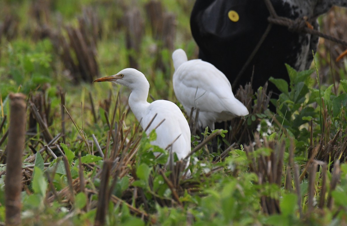 Чапля єгипетська східна - ML647811257