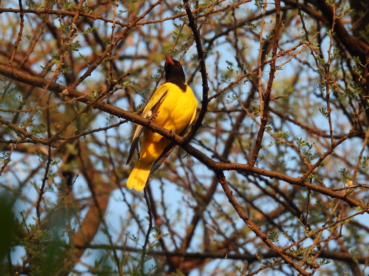 Дятел бородатий - ML647811258