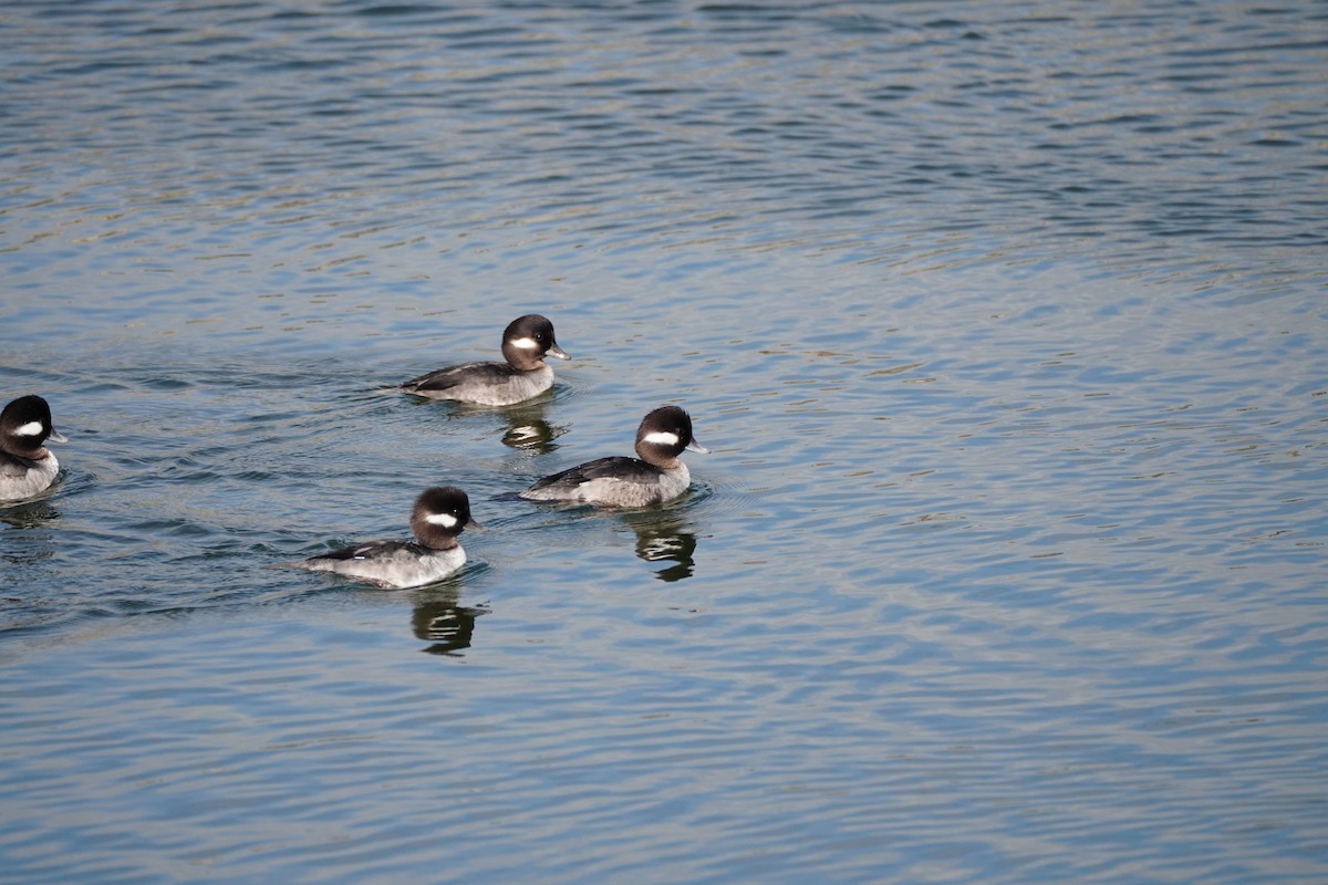 Гоголь-головастик - ML647811259