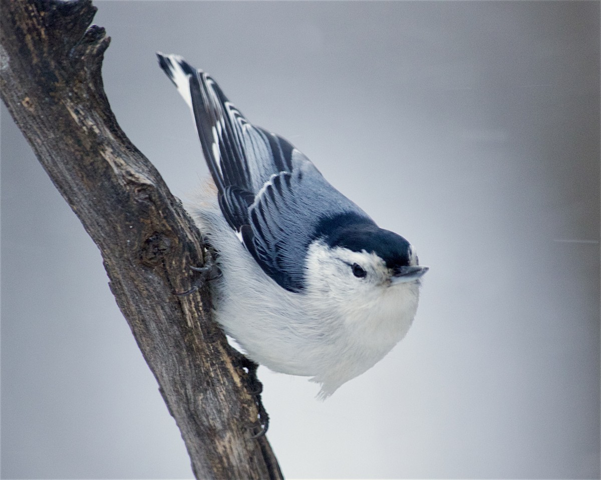 Повзик каролінський - ML647811260