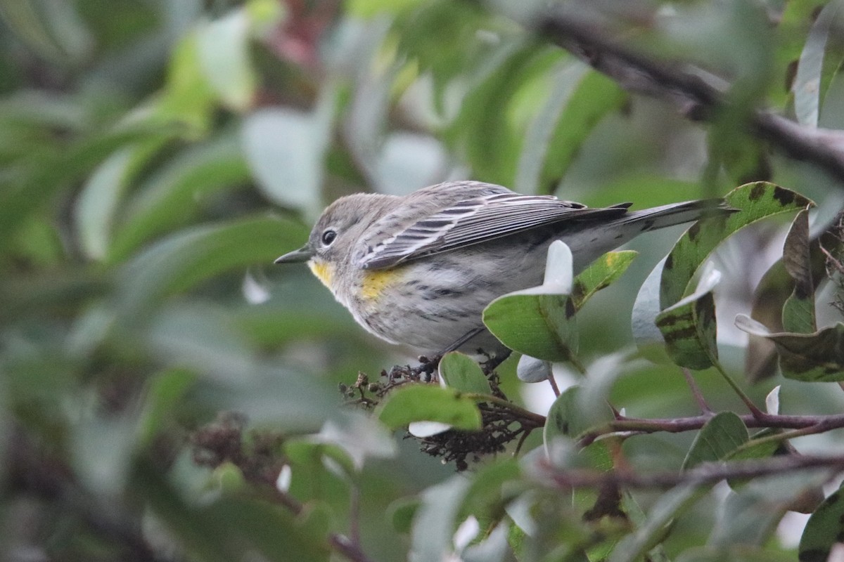 Пісняр-лісовик жовтогузий - ML647811261