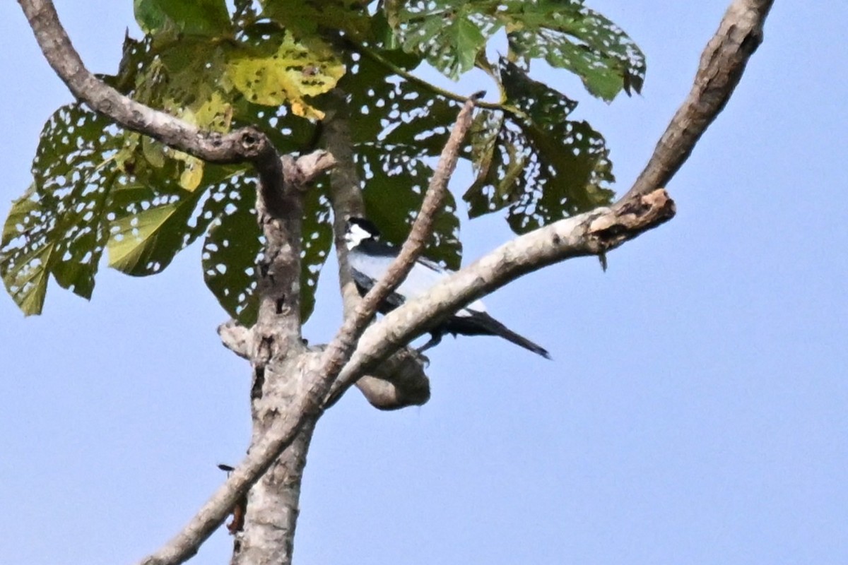 Bare-necked Fruitcrow - ML647811277