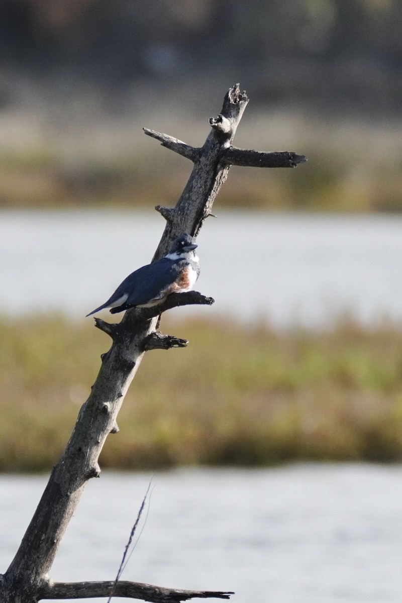 Martin handi iparramerikarra - ML647811280