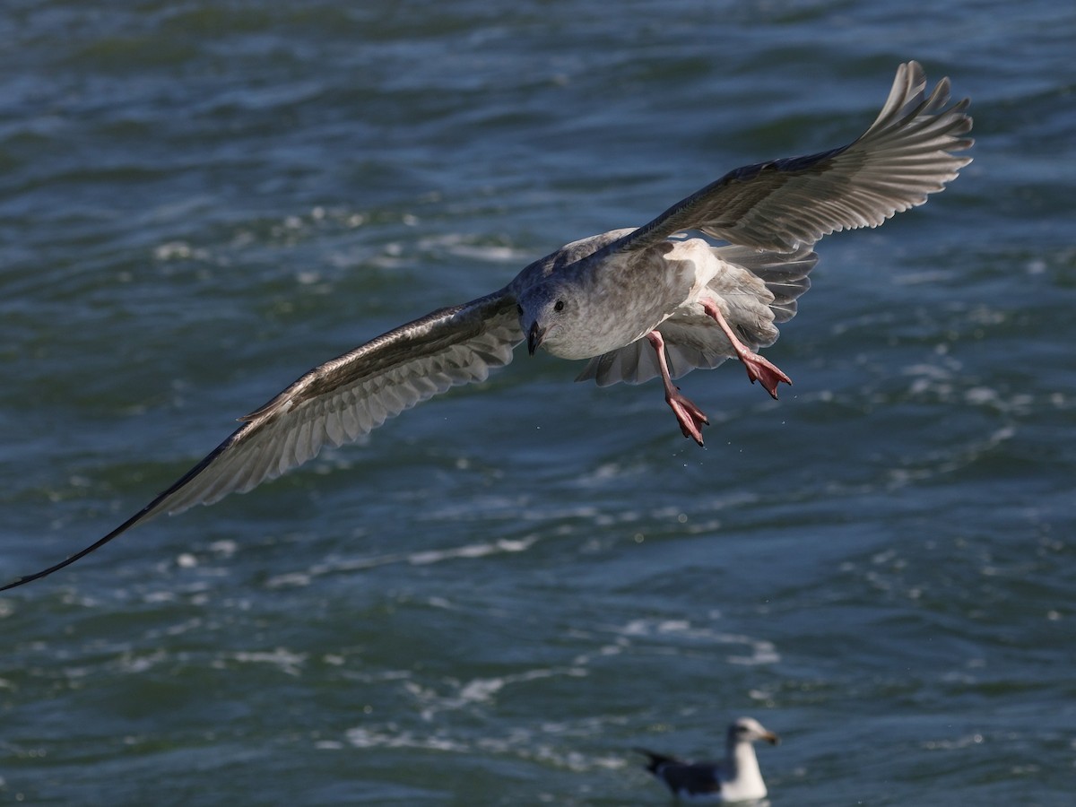 アイスランドカモメ（亜種 カナダカモメ） - ML647811281