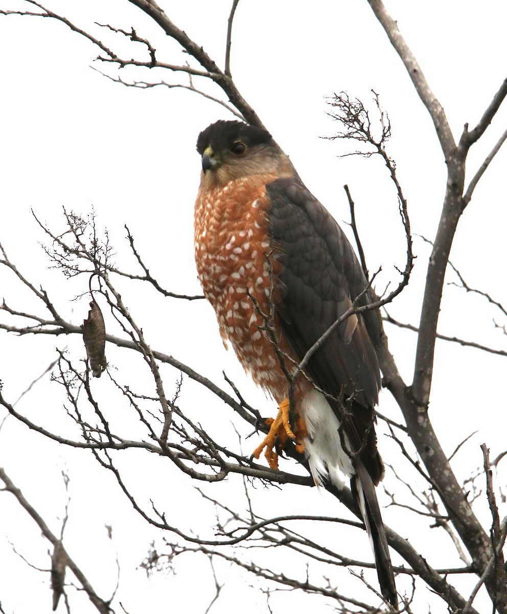 Cooper's Hawk - ML647811283