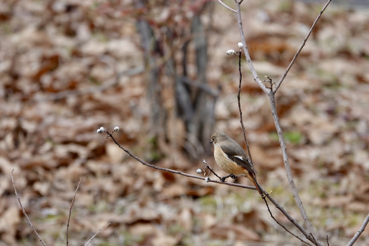 חכלילית סיבירית - ML647811288
