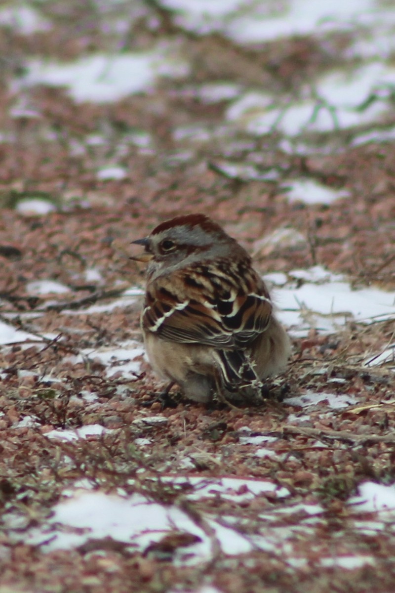 Пасовник північний - ML647811295
