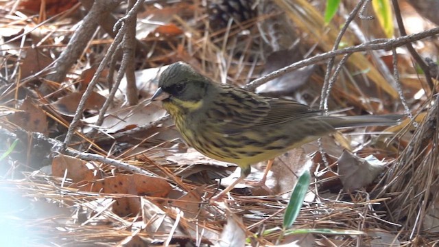 Masked Bunting - ML647811297