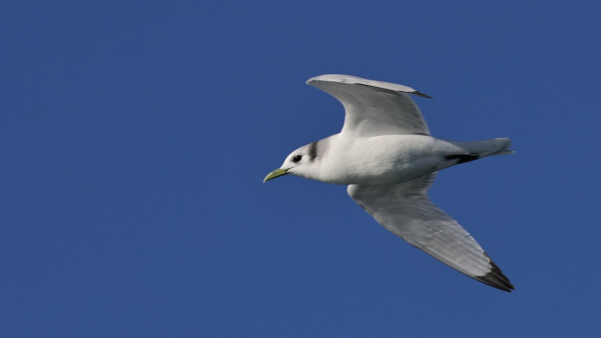 Black-legged Kittiwake - ML647811316