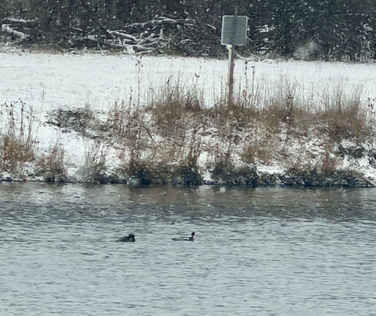 מרגון בינוני - ML647811333