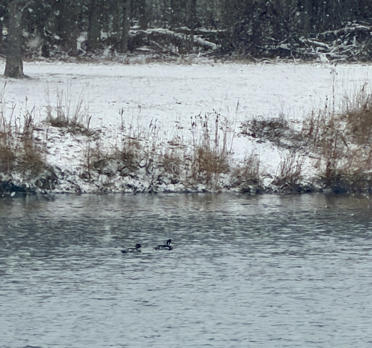 מרגון בינוני - ML647811334