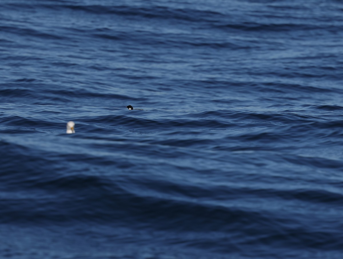 Ancient Murrelet - ML647811340