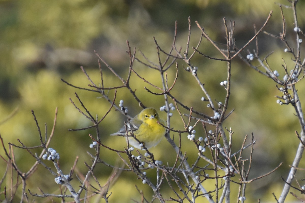 Pine Warbler - ML647811344