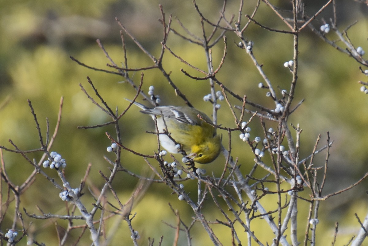 Pine Warbler - ML647811345