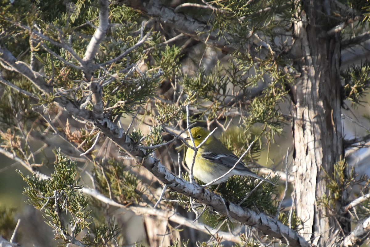 Pine Warbler - ML647811353