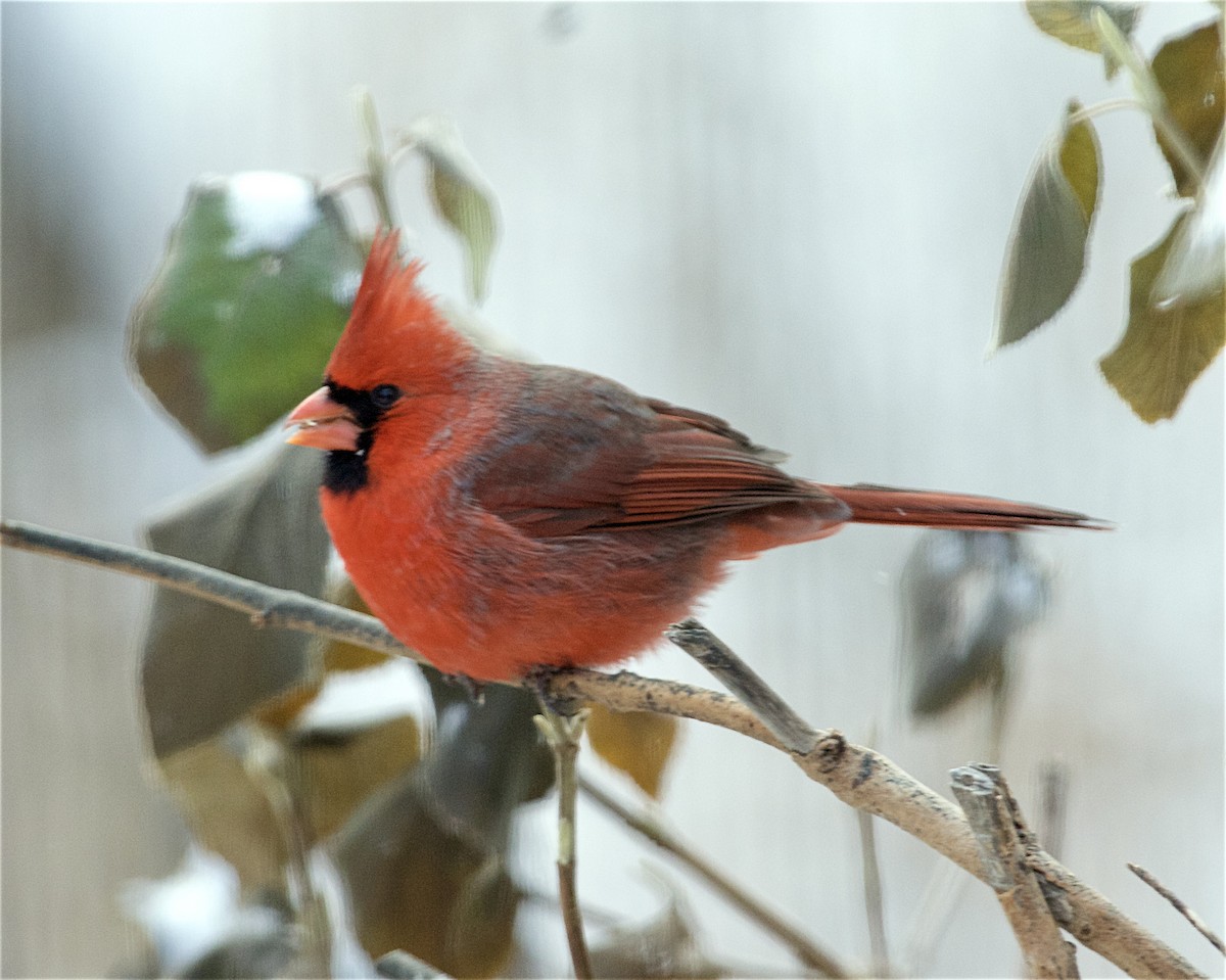 Northern Cardinal - ML647811356