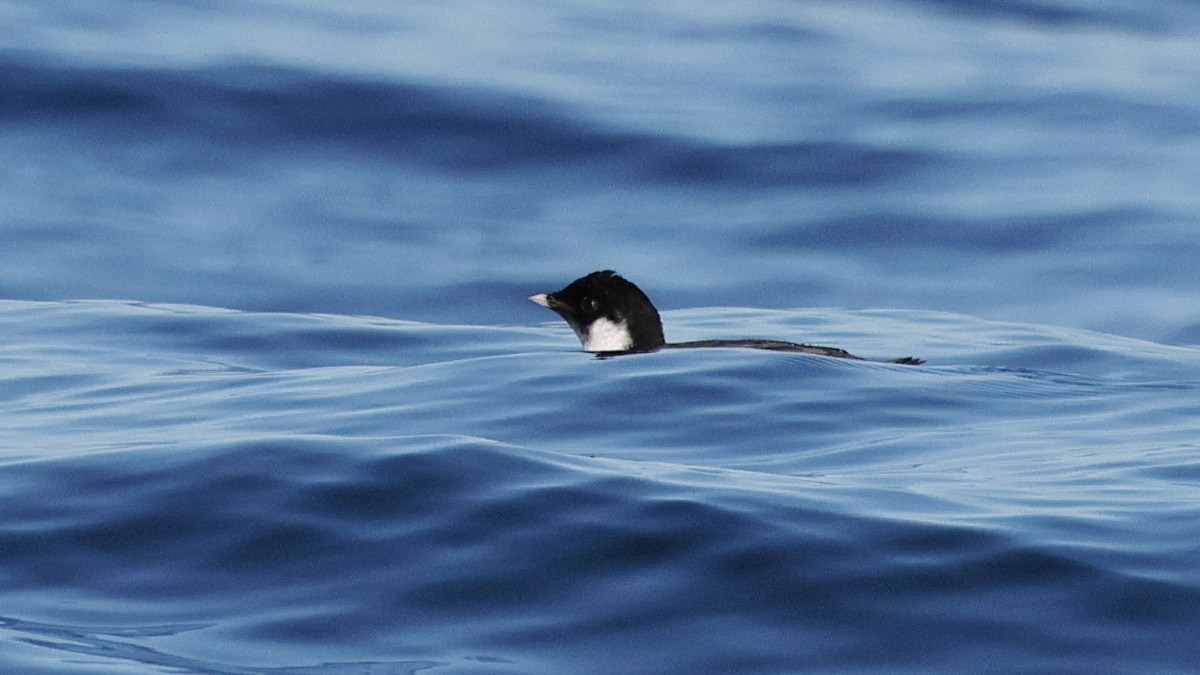 Ancient Murrelet - ML647811358