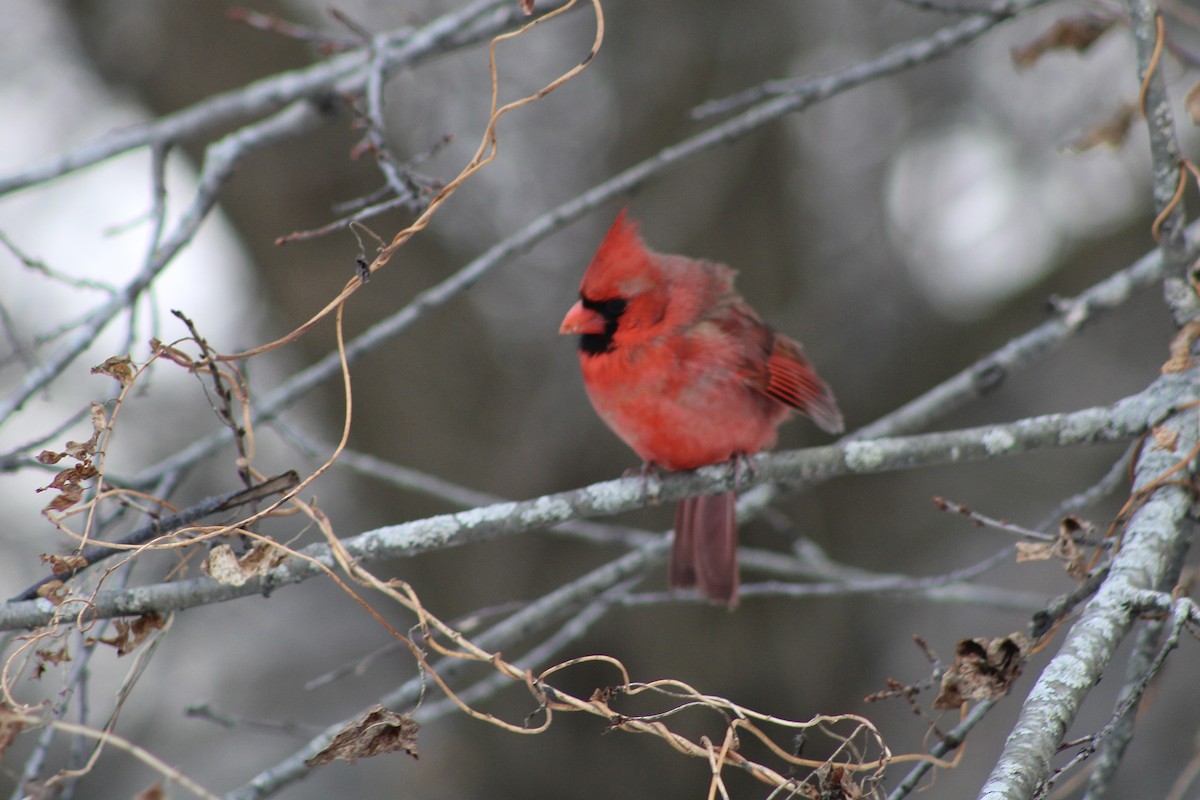 Northern Cardinal - ML647811371