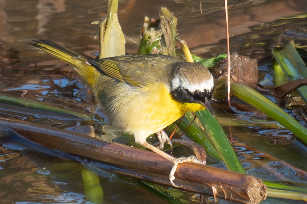 Common Yellowthroat - ML647811382