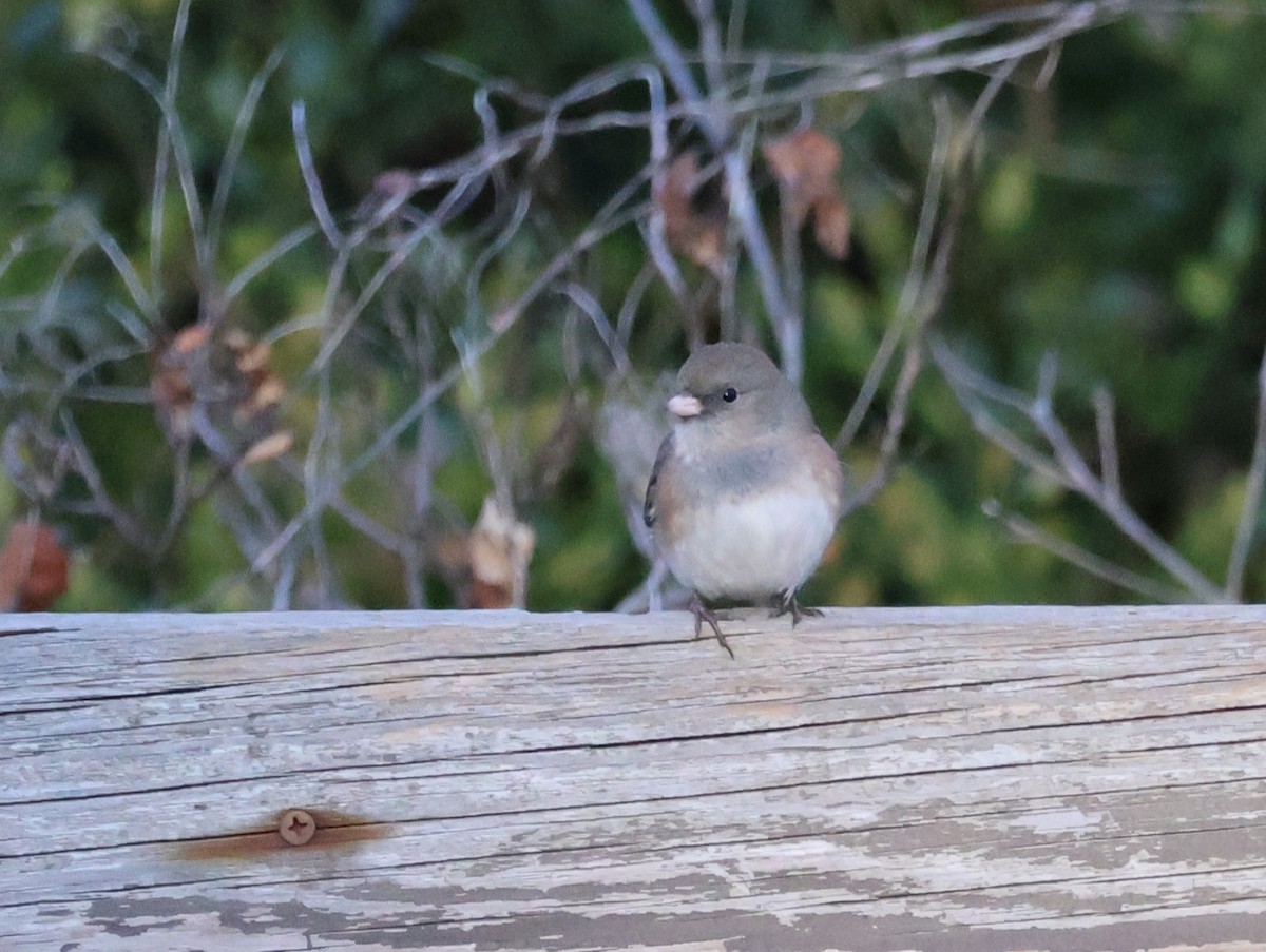 Dark-eyed Junco - ML647811384