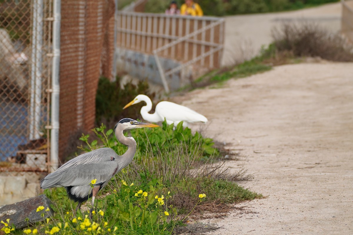 Great Blue Heron - ML647811389