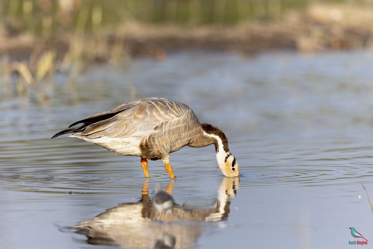 Bar-headed Goose - ML647811400