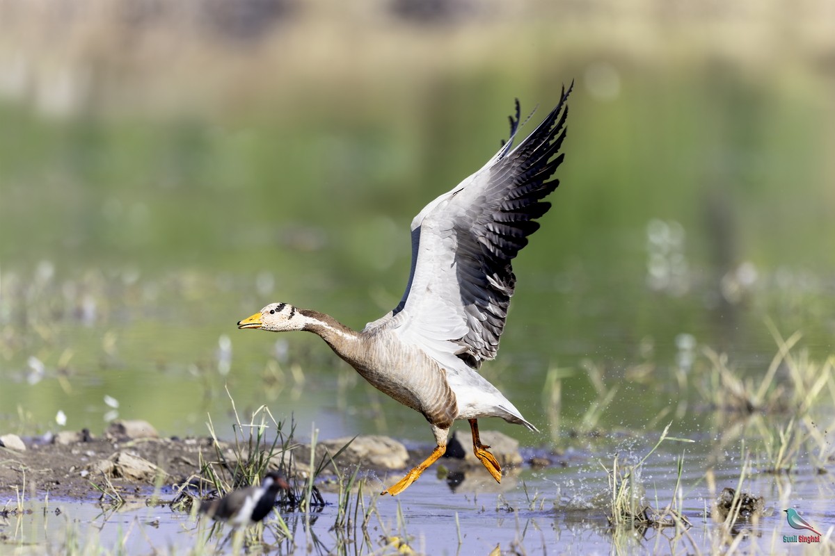 Bar-headed Goose - ML647811405