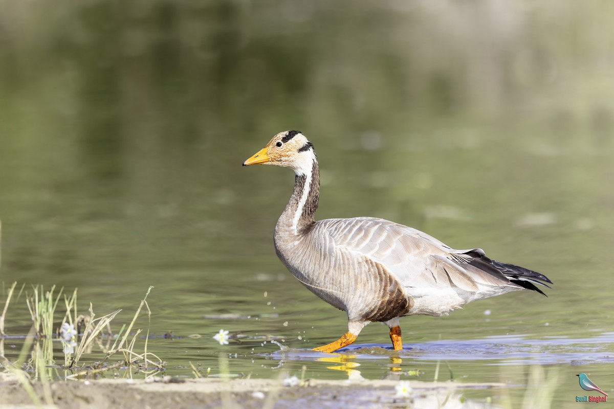 Bar-headed Goose - ML647811406