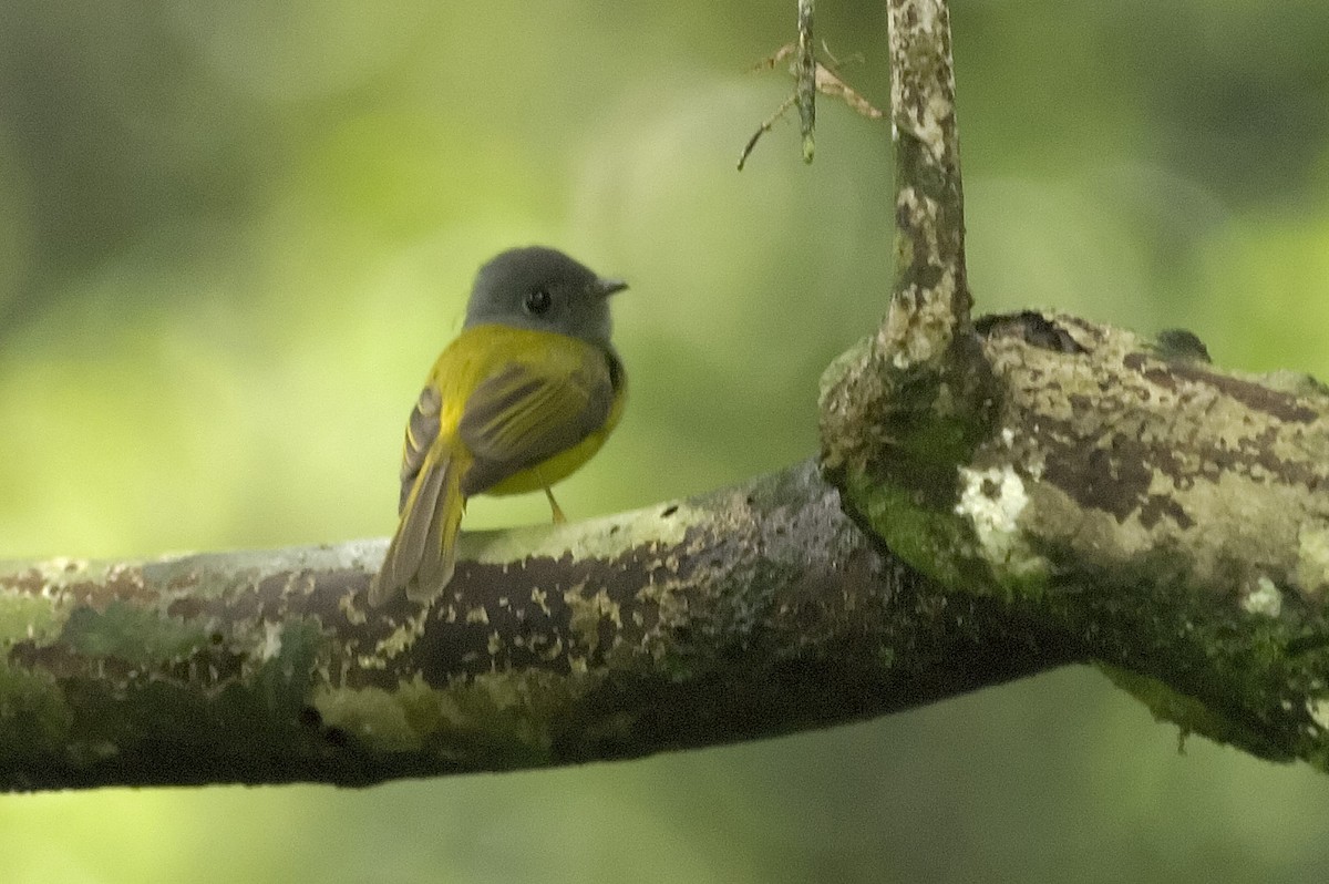 Сероголовая комароловка - ML647811409