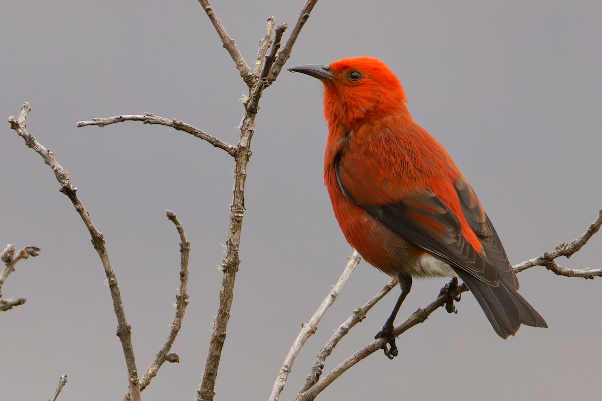 アカハワイミツスイ - ML647811419