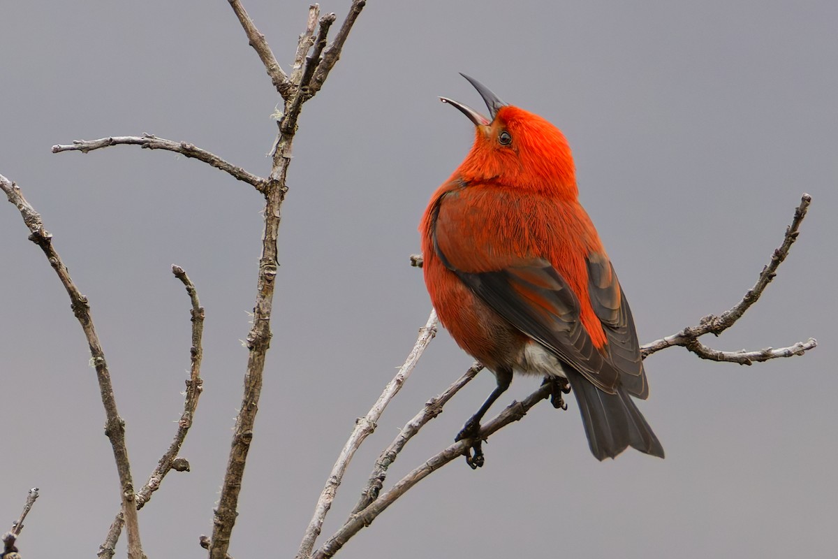 アカハワイミツスイ - ML647811424