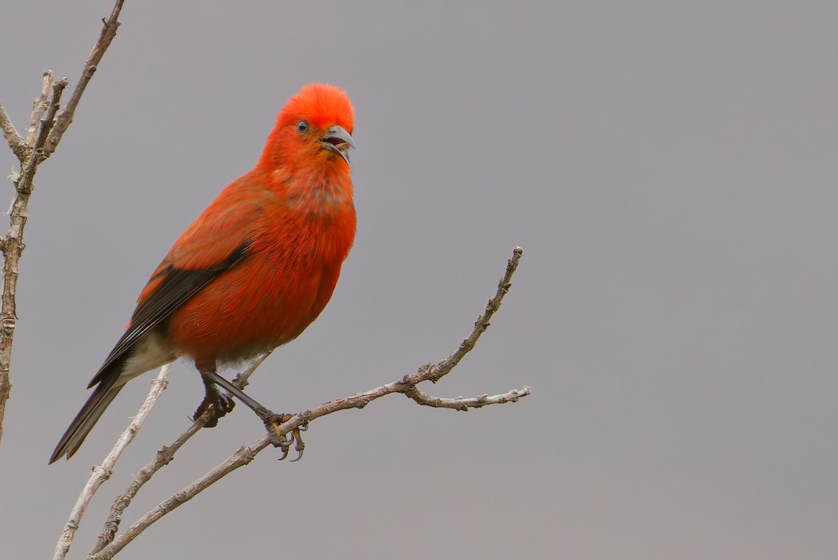 アカハワイミツスイ - ML647811428