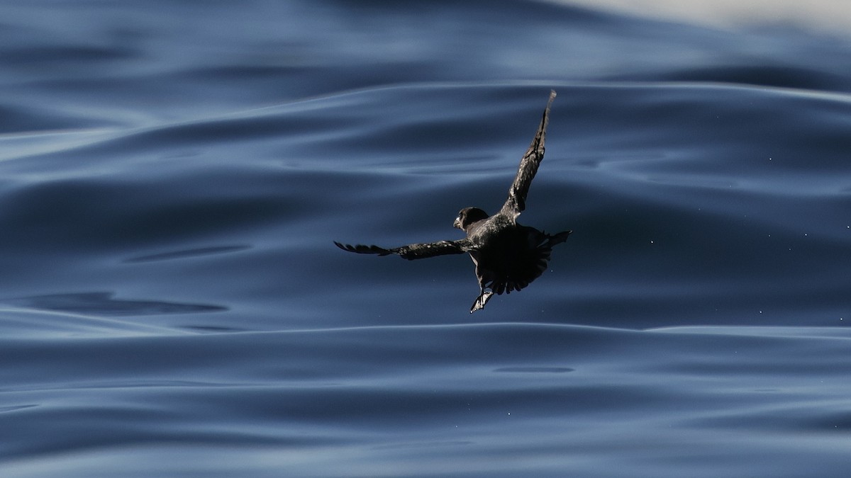 Rhinoceros Auklet - ML647811432