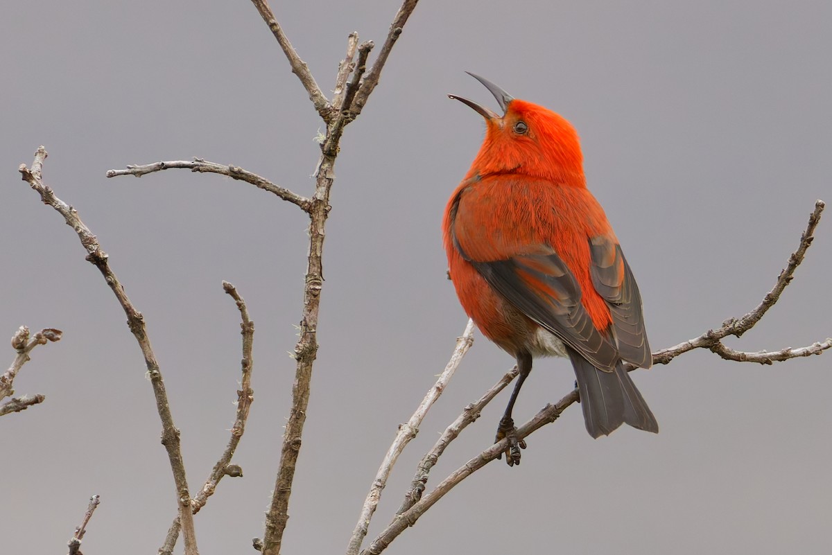 アカハワイミツスイ - ML647811433