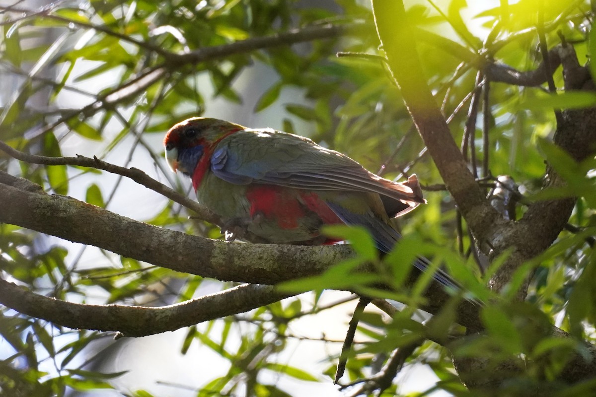 Crimson Rosella - ML647811434